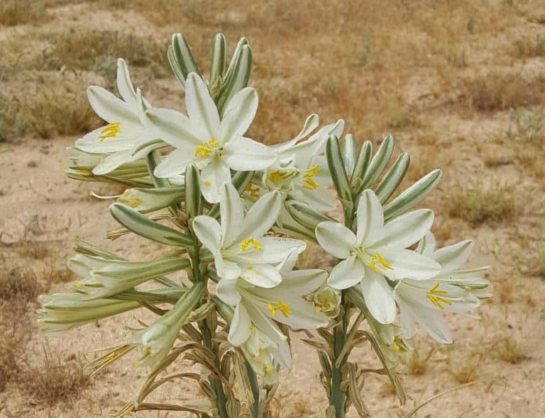 Hesperocallis (Hesperocallis)