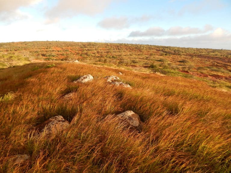 Heteropogon (Heteropogon)