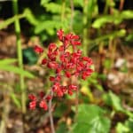 Heuchères (Heuchera)