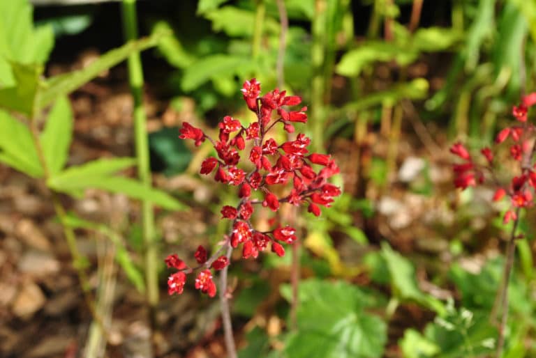 Heuchères (Heuchera)