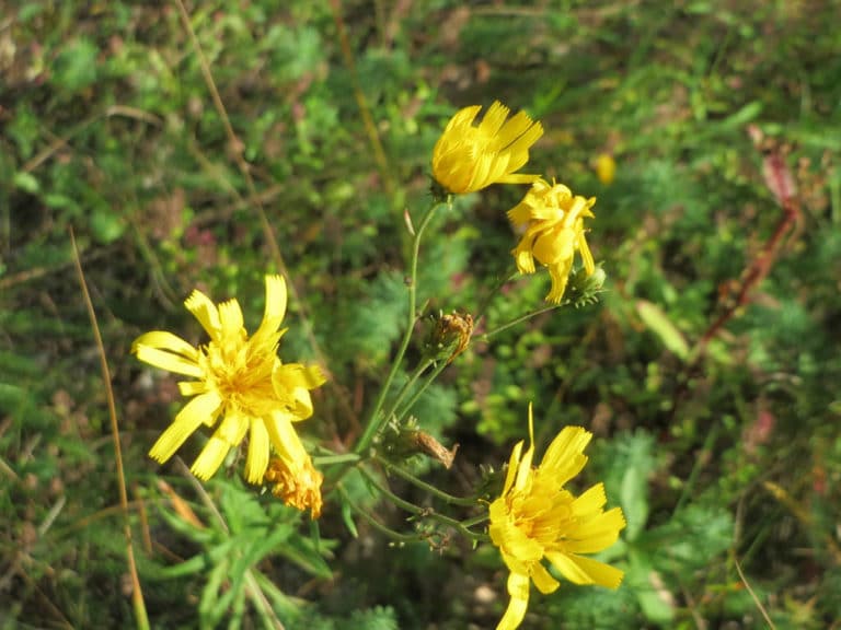 Épervières (Hieracium)