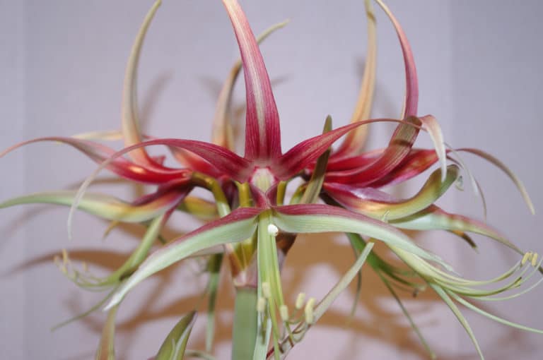 Hippeastrum (Hippeastrum)