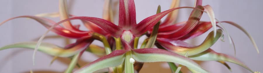 Hippeastrum