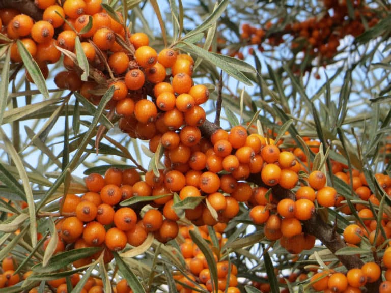Argousier (Hippophae)
