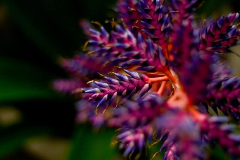 Hohenbergia (Hohenbergia)
