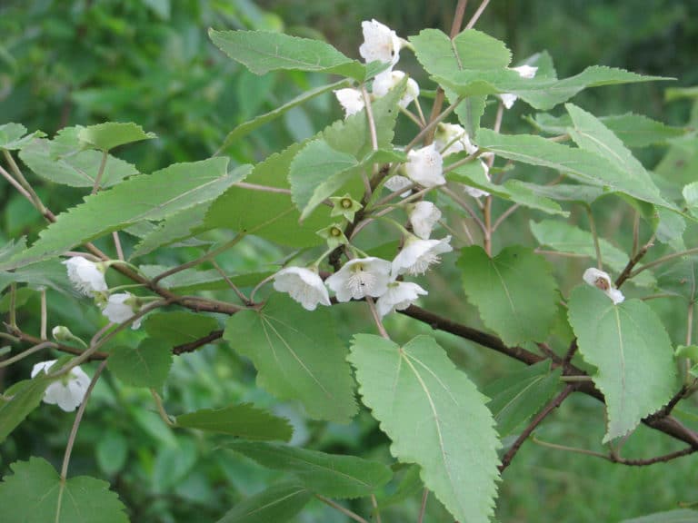 Hoheria (Hoheria)