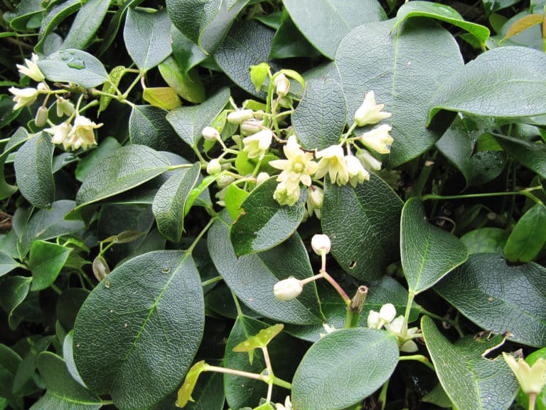 Holboellia (Holboellia)