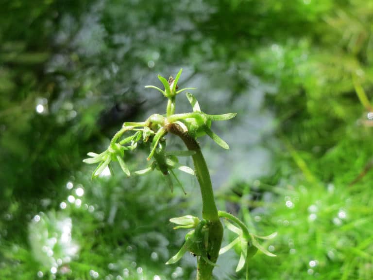 Hottonia (Hottonia)