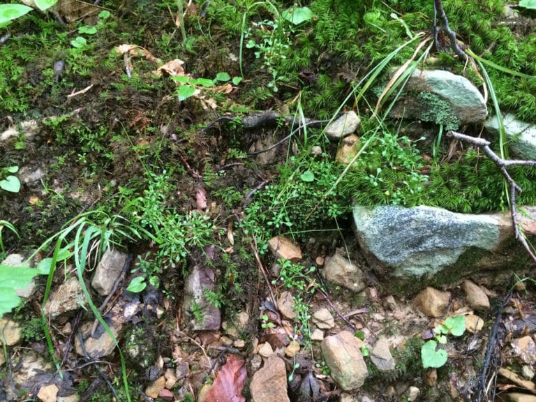 Houstonia (Houstonia)