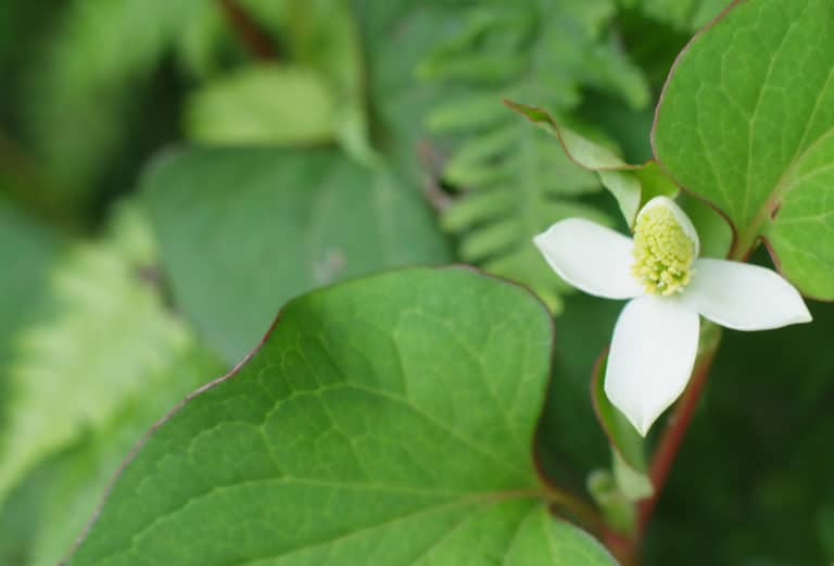 Houttuynia (Houttuynia)