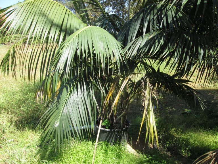Kentia (Howea)