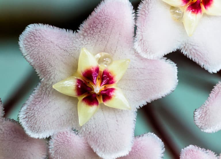 Hoya (Hoya)