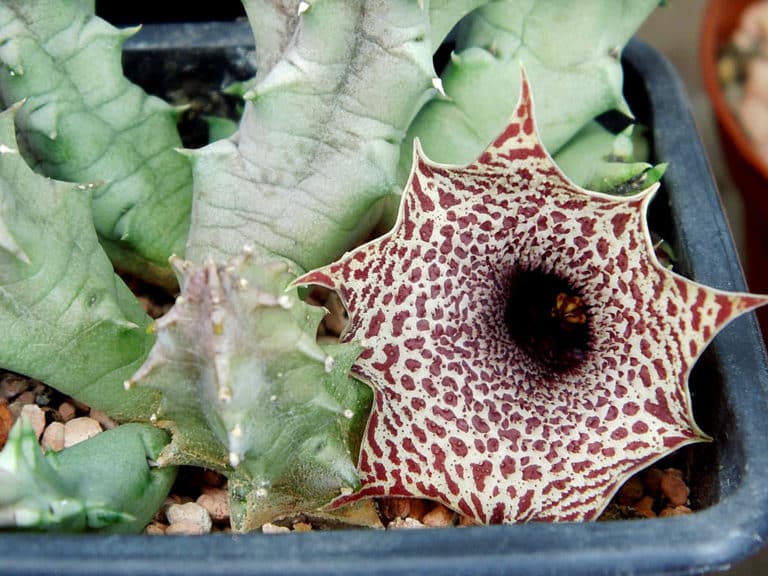 Huernia (Huernia)