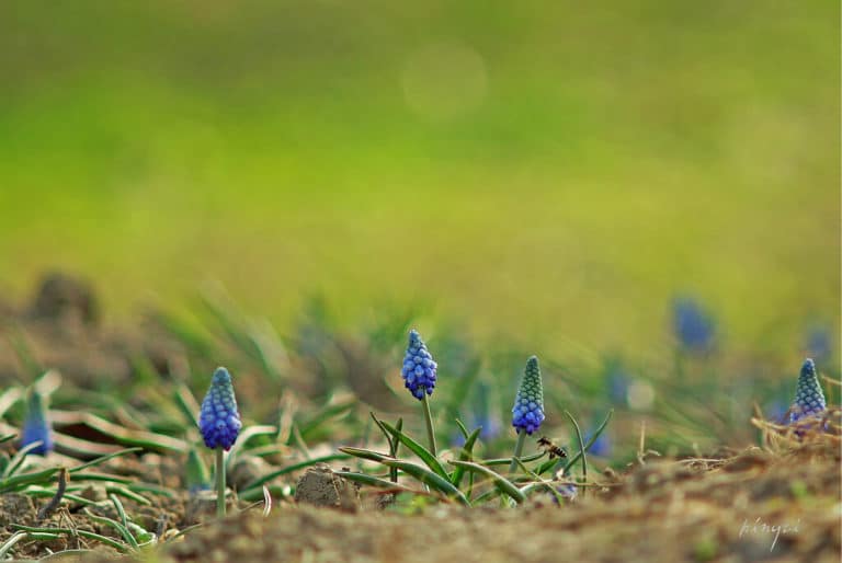 Jacinthes véritables (Hyacinthus)