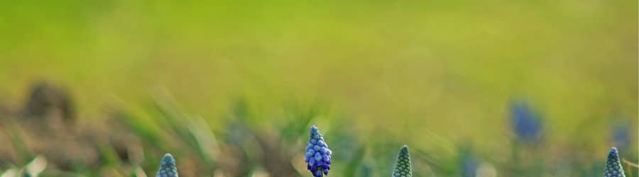 Jacinthes véritables