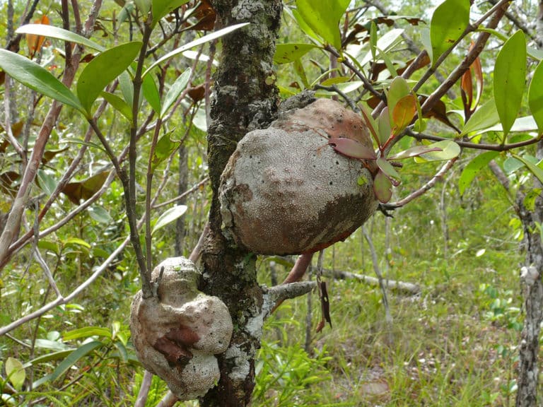 Hydnophytum (Hydnophytum)