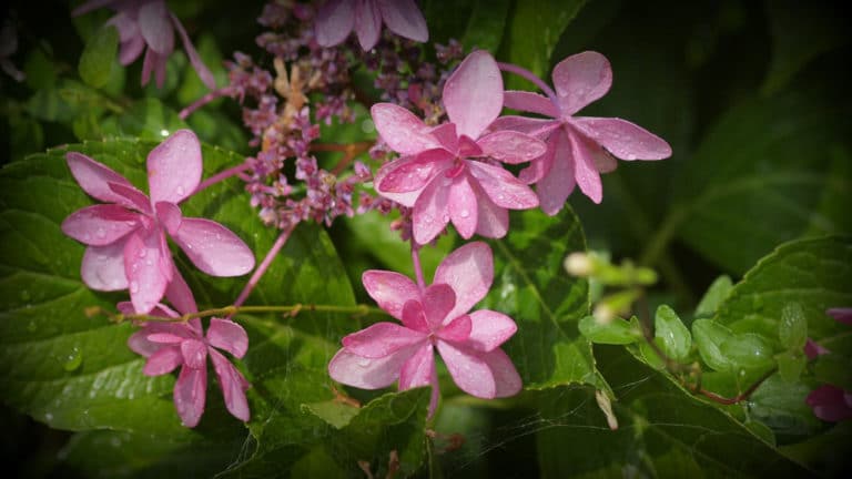 Hortensia grimpant (Hydrangea)