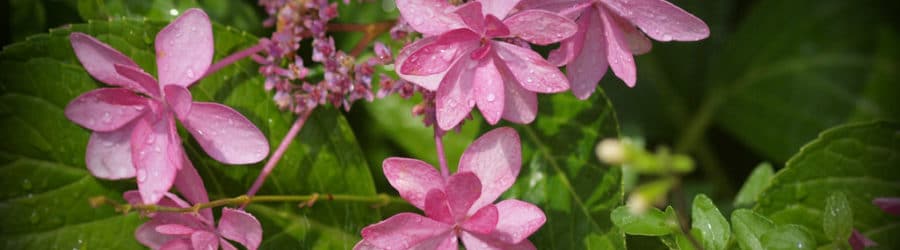 Hortensia grimpant