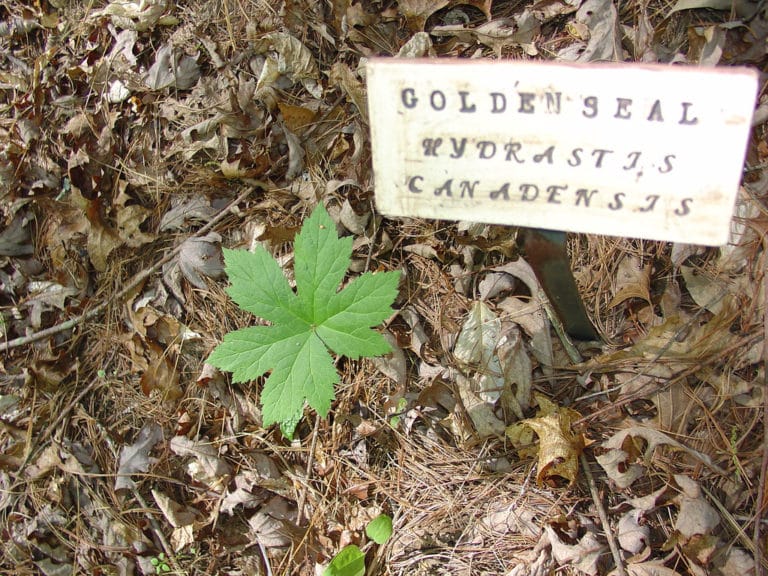 Hydrastis (Hydrastis)