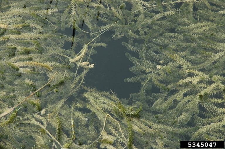 Hydrilla (Hydrilla)