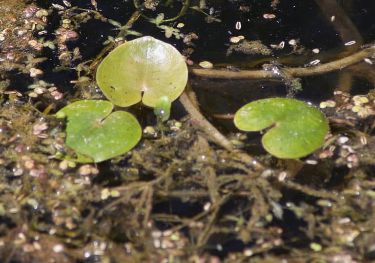 Hydrocharis (Hydrocharis)