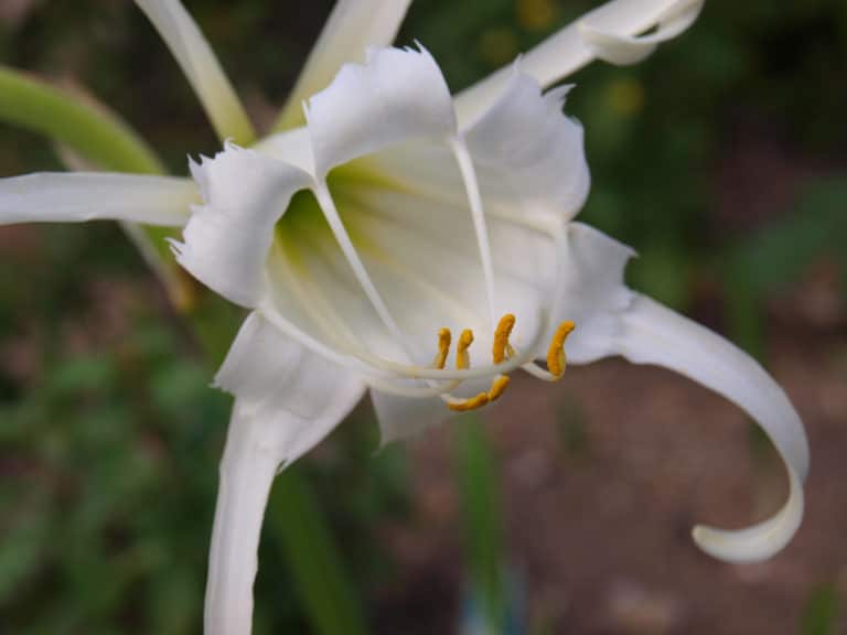 Hymenocallis (Hymenocallis)