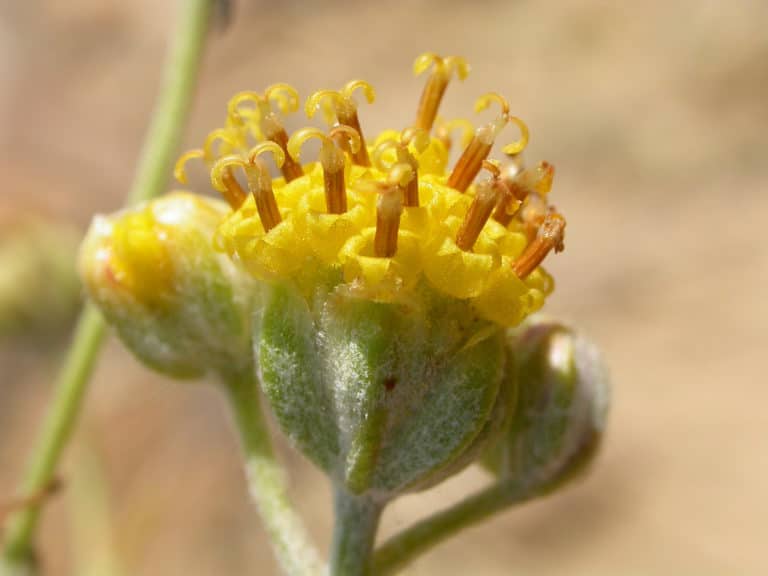 Hymenopappus (Hymenopappus)