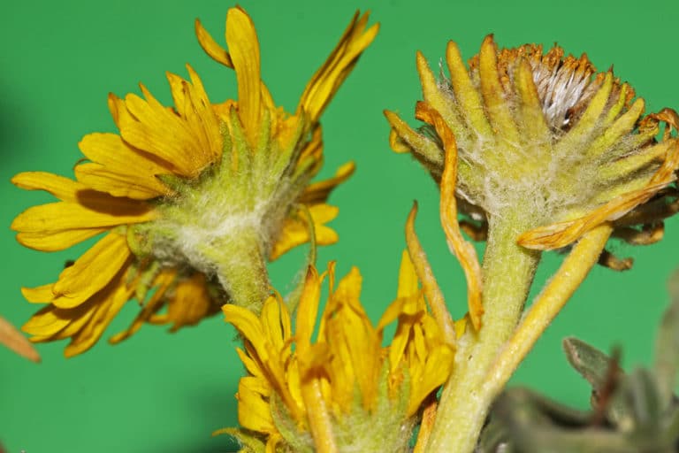 Hymenoxys (Hymenoxys)