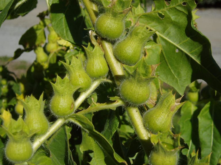 Jusquiame (Hyoscyamus)