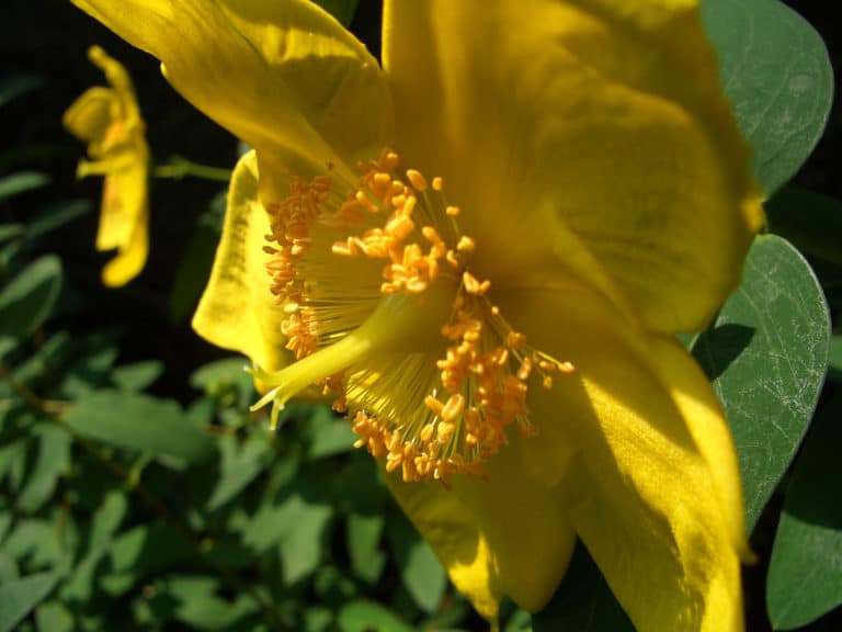 Millepertuis (Hypericum)