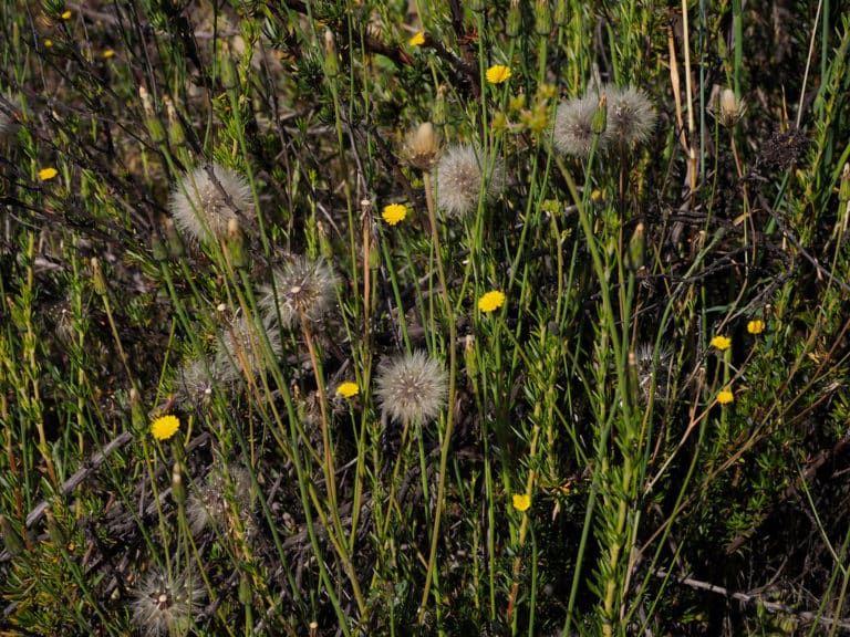 Hypochaeris (Hypochaeris)