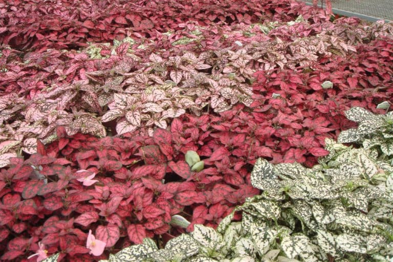 Hypoestes (Hypoestes)