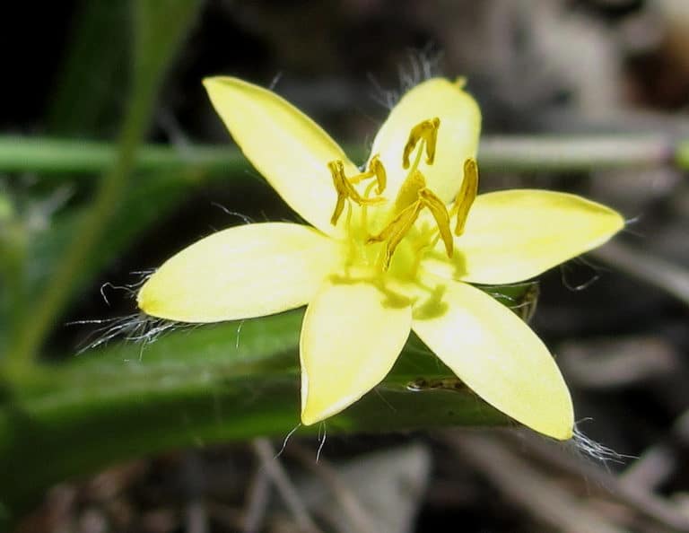 Hypoxis (Hypoxis)