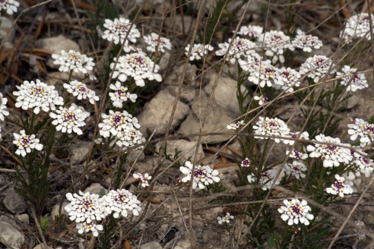 Thlaspi (Iberis)