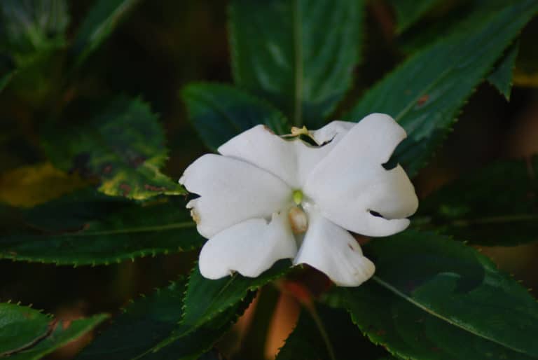 Impatientes (Impatiens)