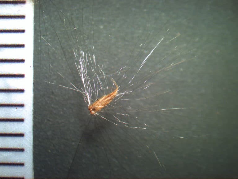 Imperata (Imperata)
