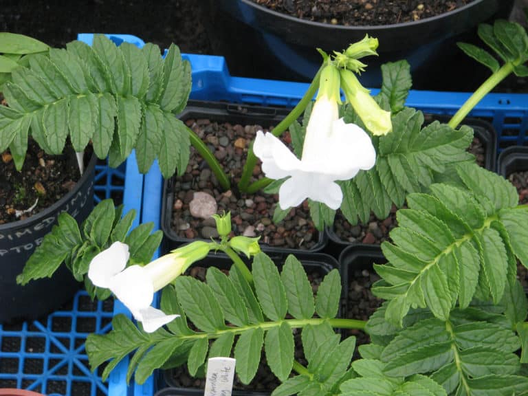 Incarvillées (Incarvillea)