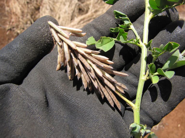 Indigotier (Indigofera)