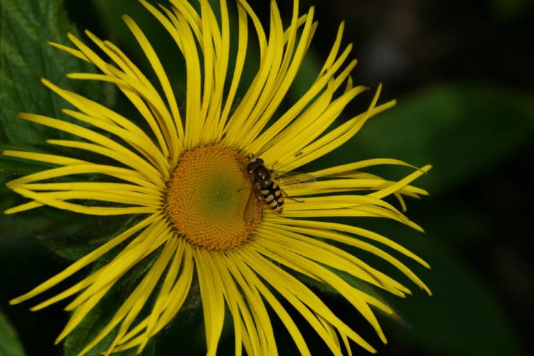Inules (Inula)