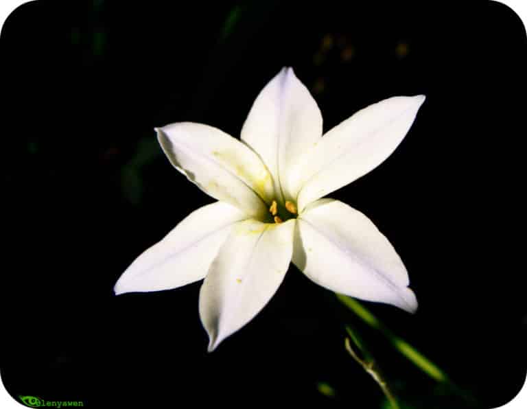 Ipheion (Ipheion)