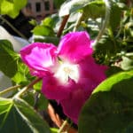 Ipomée (Ipomoea)