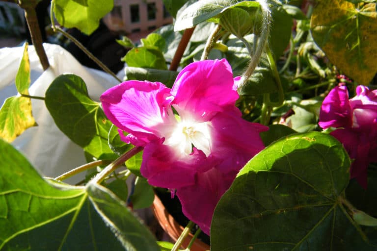 Ipomée (Ipomoea)