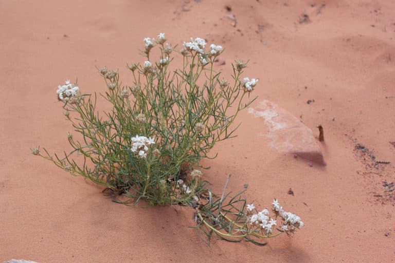 Ipomopsis (Ipomopsis)