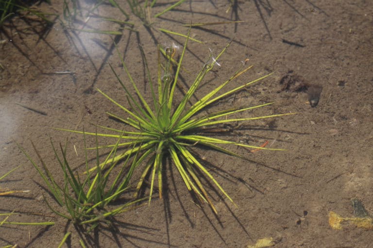 Isoètes (Isoetes)