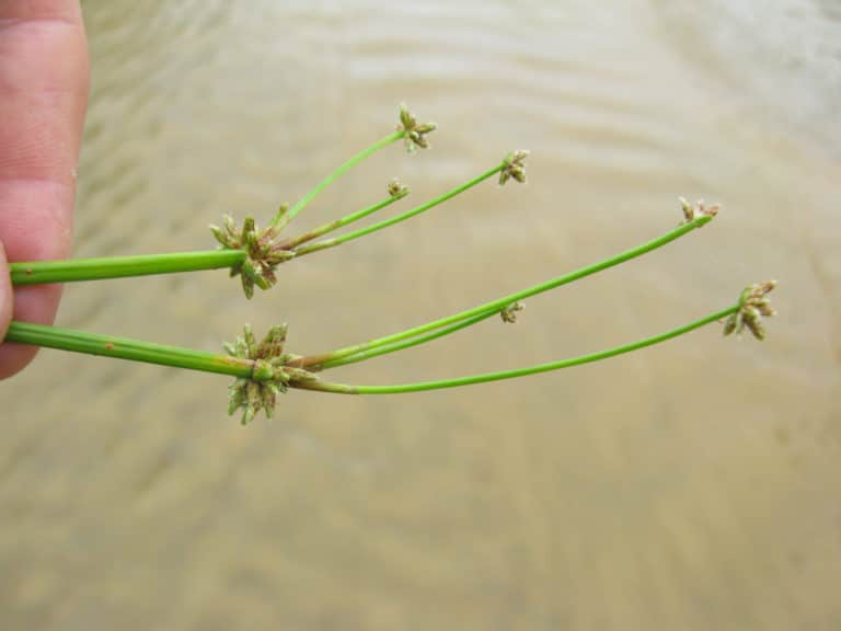 Isolepis (Isolepis)