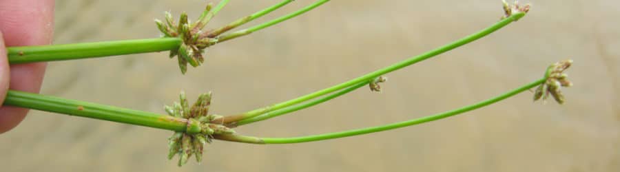 Isolepis