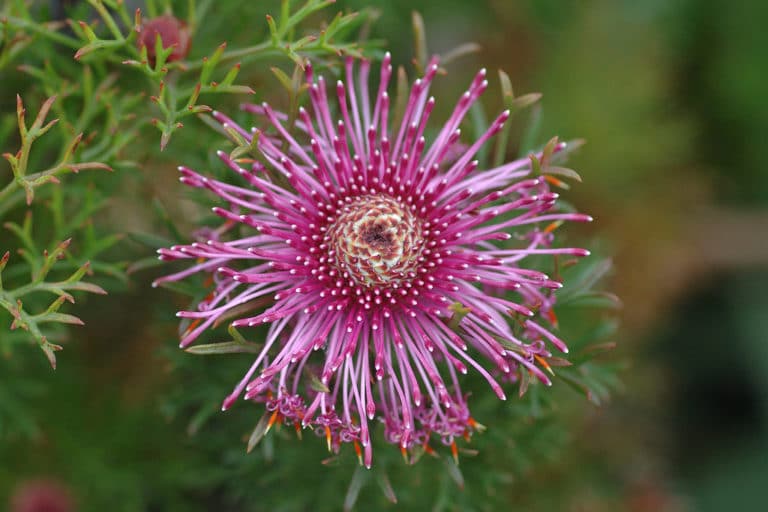 Isopogon (Isopogon)