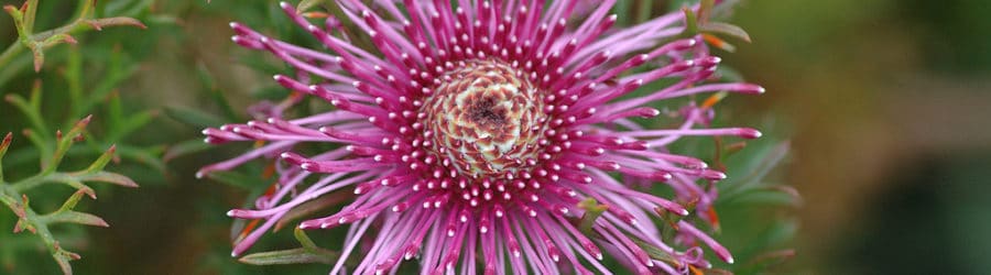 Isopogon