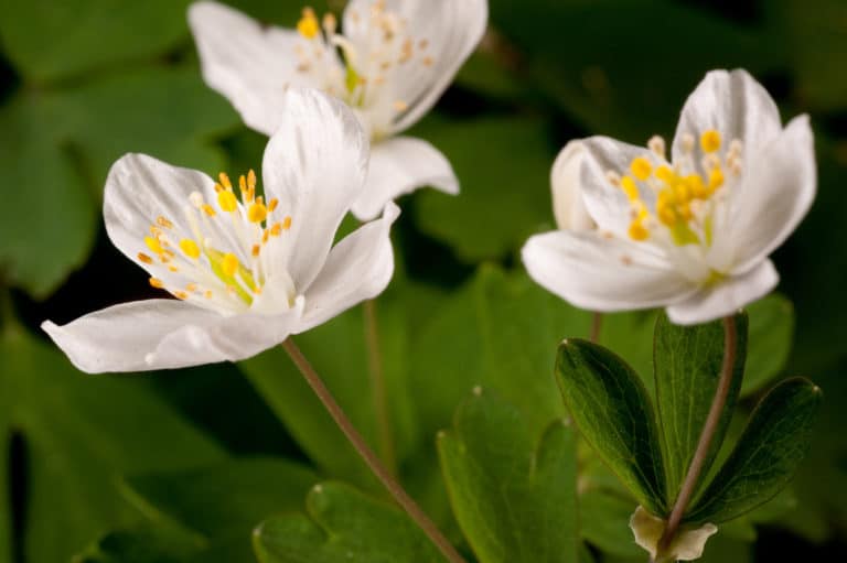 Isopyrum (Isopyrum)