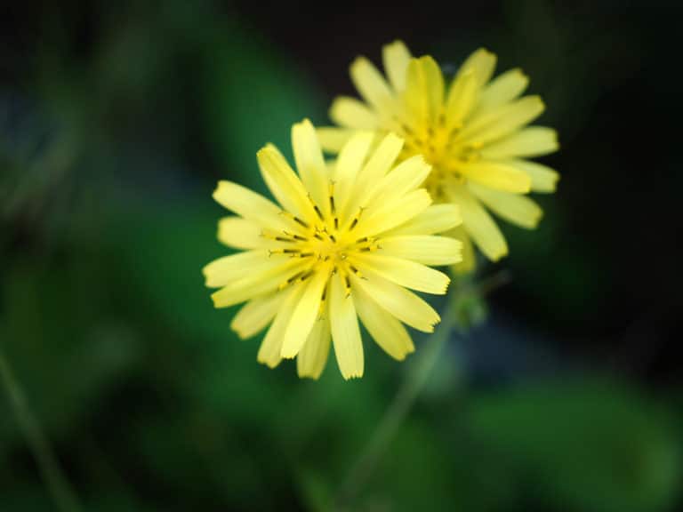 Ixeris (Ixeris)